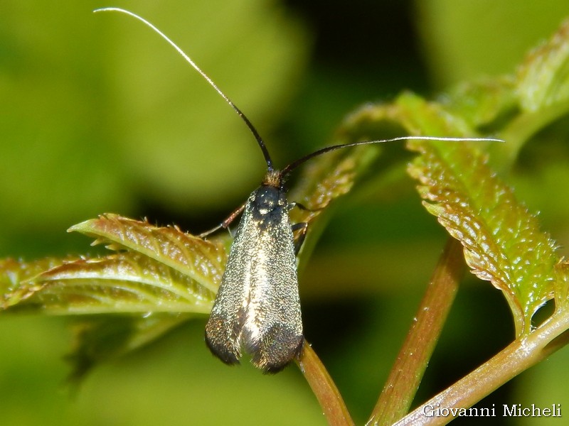 Adelidae da ID - Adela reaumurella